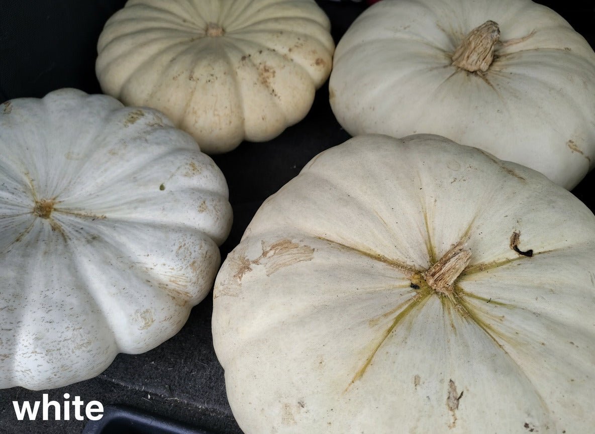 Custom Pumpkin Centerpieces - Variegated Roots