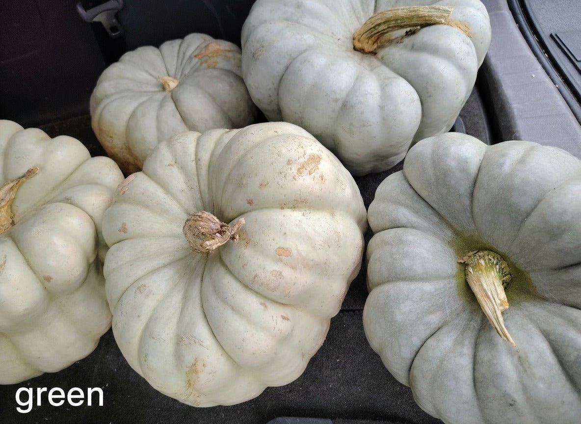 Custom Pumpkin Centerpieces - Variegated Roots